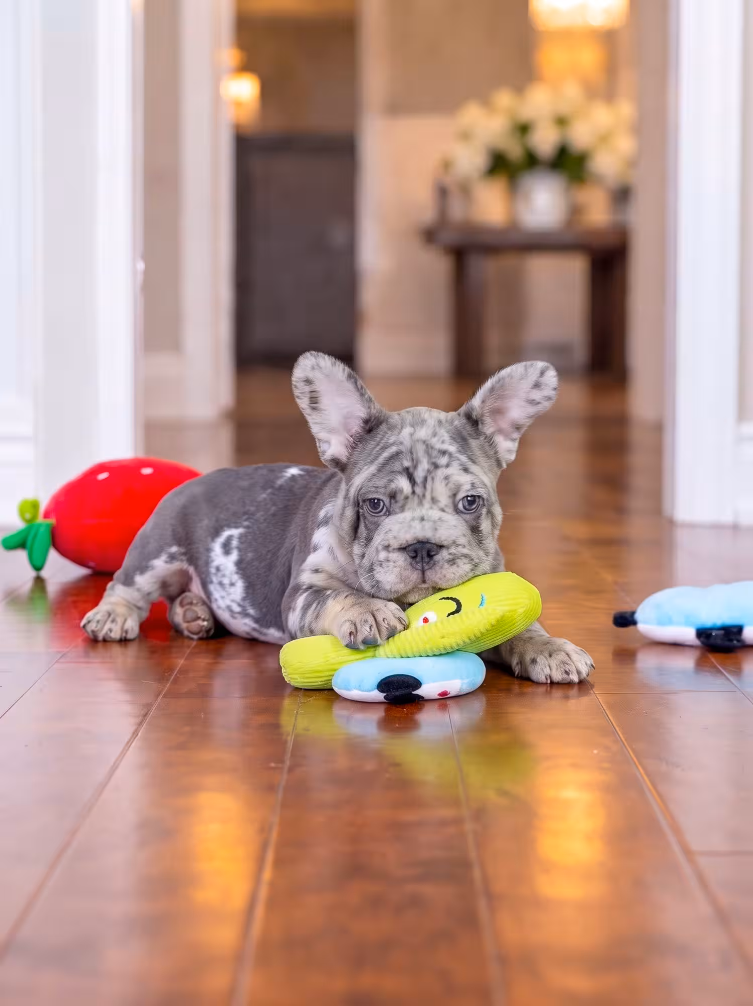 AKC Registered Blue Merle Male French Bulldog Puppy – Ready to Go