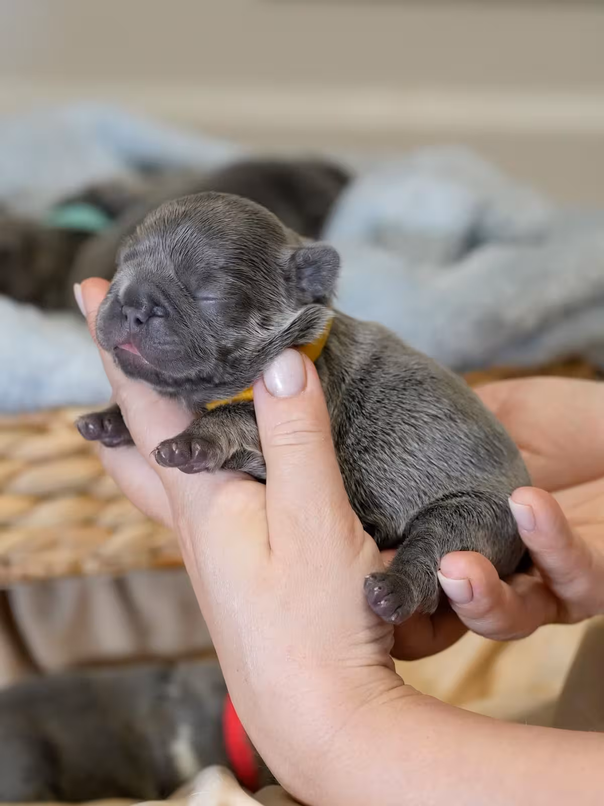 AKC Registered Blue Female French Bulldog Puppy – Ready November 6