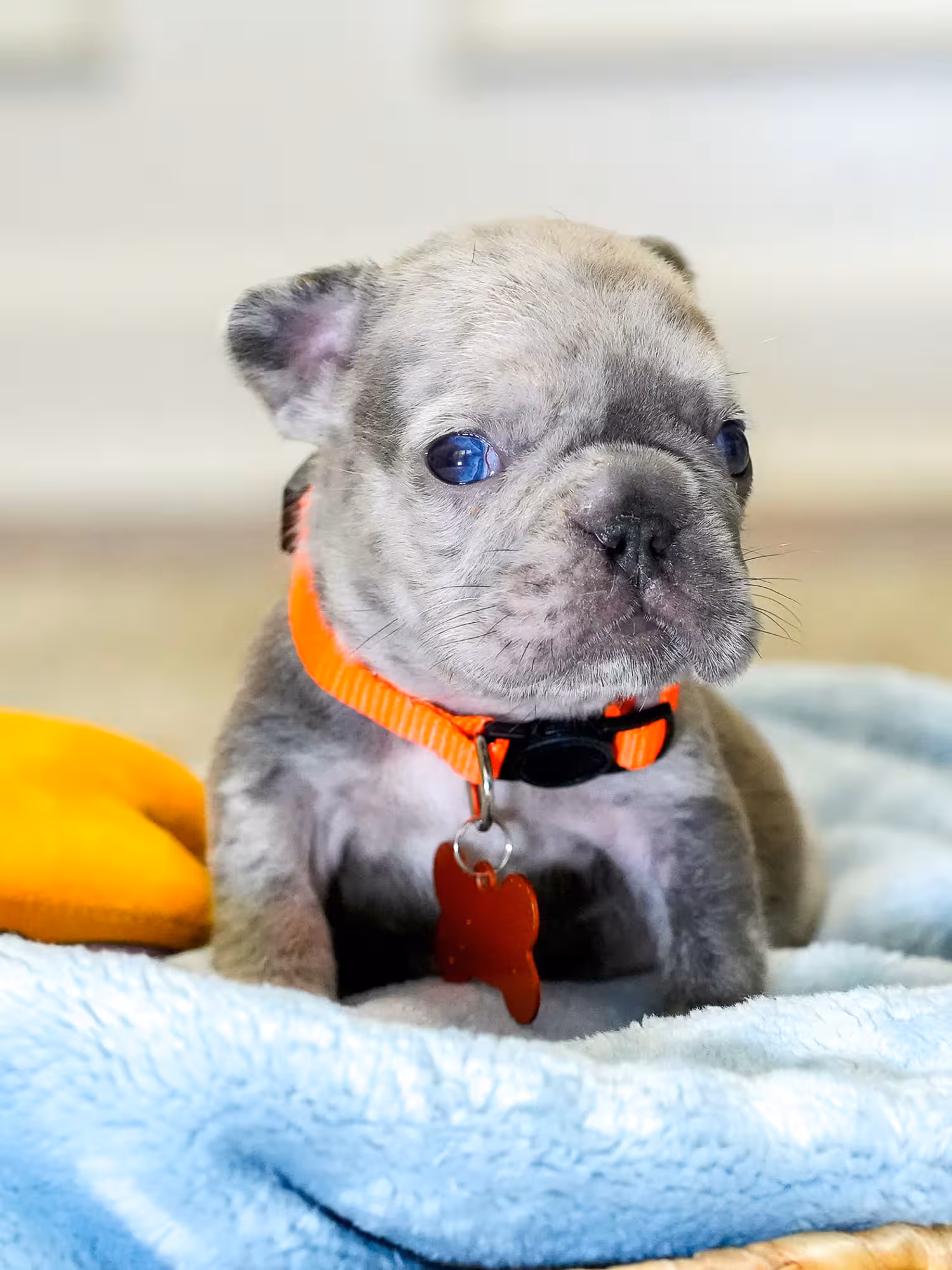 AKC Registered Blue Merle Male French Bulldog Puppy – Ready October 13