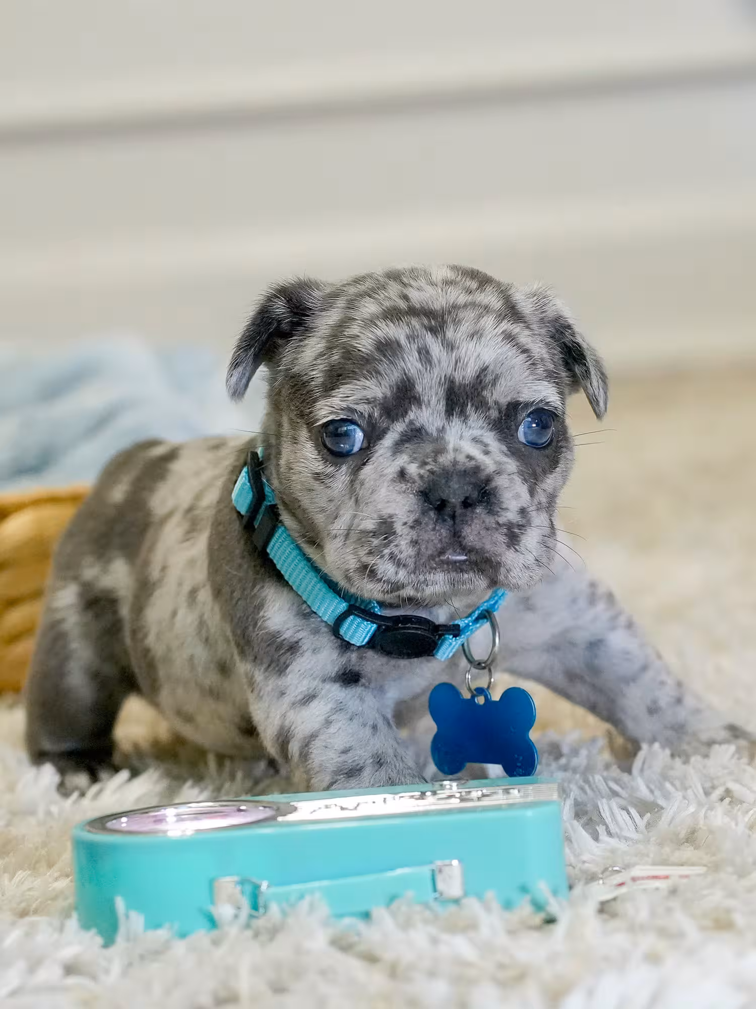 AKC Registered Blue Merle Male French Bulldog Puppy – Ready October 13