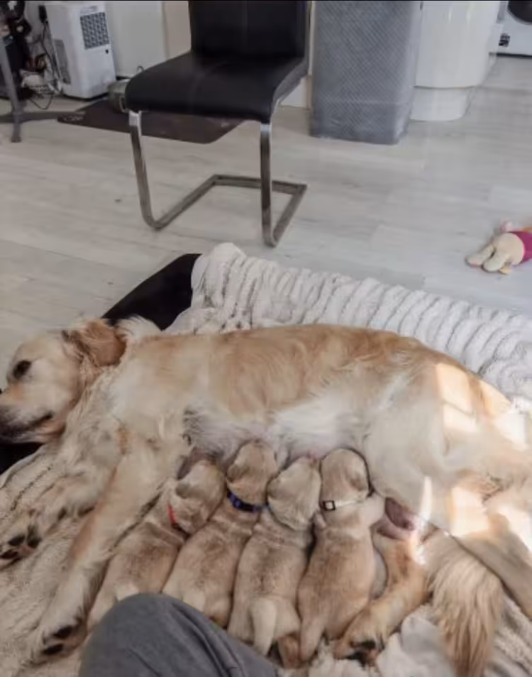 Golden Retriever Age 9 weeks old