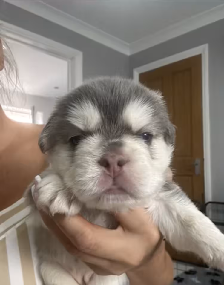 FRENCH BULLDOG PUPPIES — READY FOR THEIR FOREVER HOMES