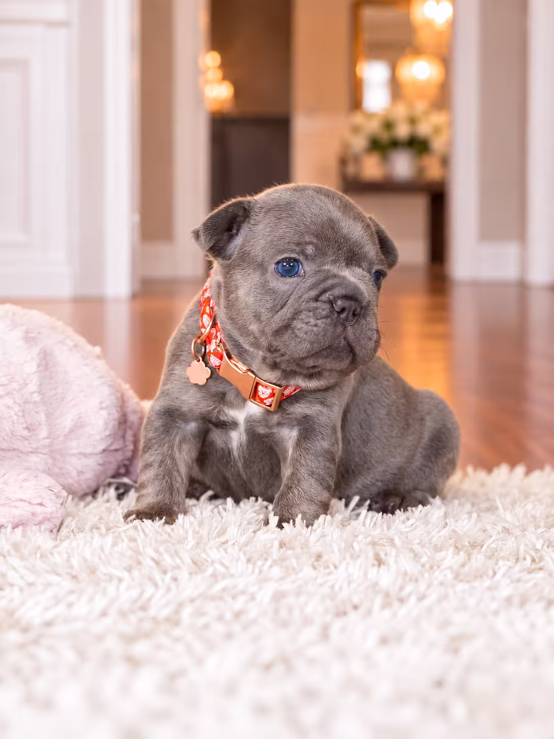 AKC Registered Blue Female French Bulldog Puppy – Ready November 6