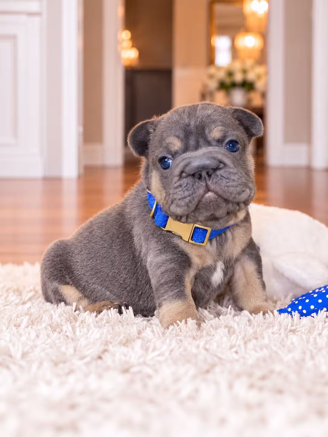 AKC Registered Blue Male French Bulldog Puppy – Ready November 6