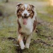 Australian Shepherd