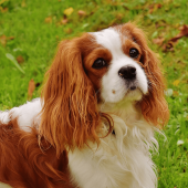 Cavalier King Charles Spaniel