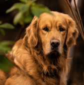 Chesapeake Bay Retriever