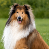 Collie