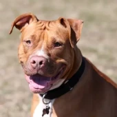 American Pit Bull Terrier