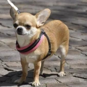 Chihuahua