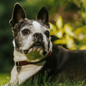 Boston Terrier