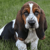 Basset Hound