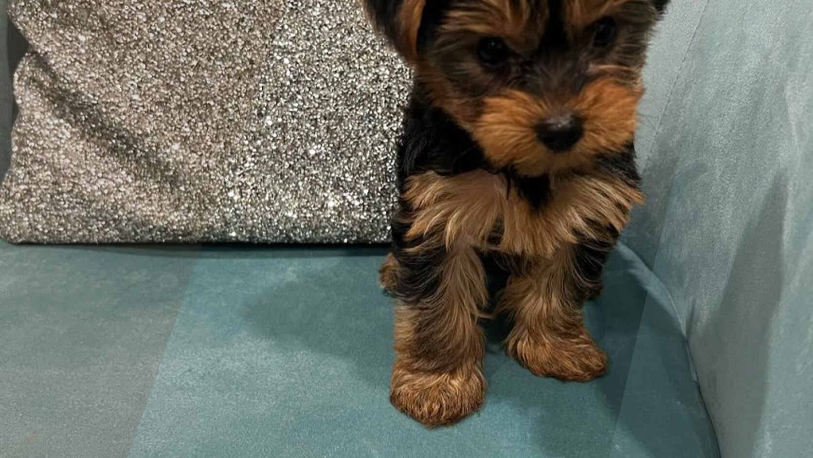Adoption vs Purchase: Tips for Future Puppy Owners