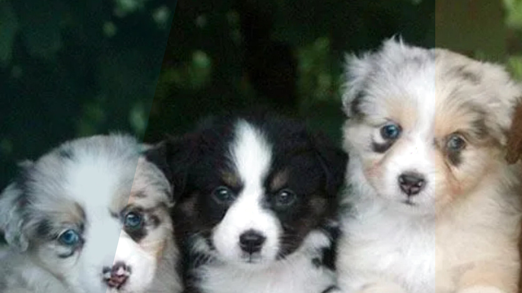 Best Cities in the U.S. for Puppy Adoption & Purchase