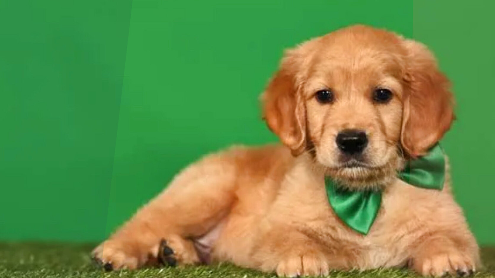 Best Small Dog Breeds for Apartment Living