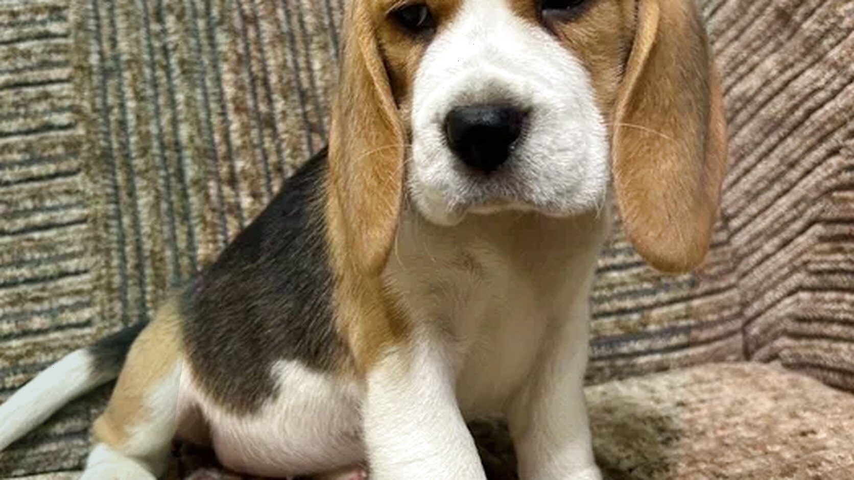 Best Small Dog Breeds to Buy from Puppy listings
