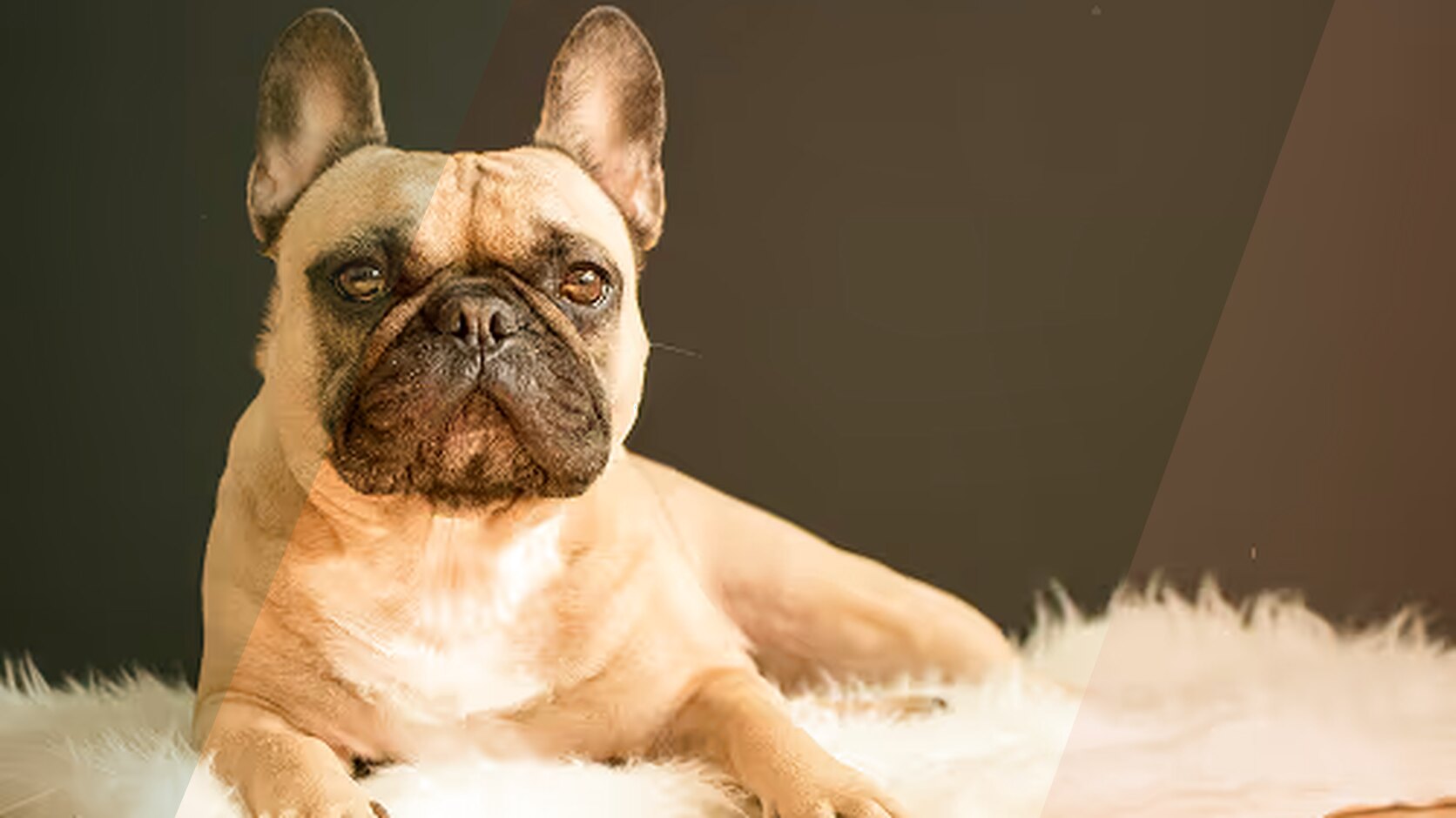 Black and White Frenchies: Unique Genetics and Recognition