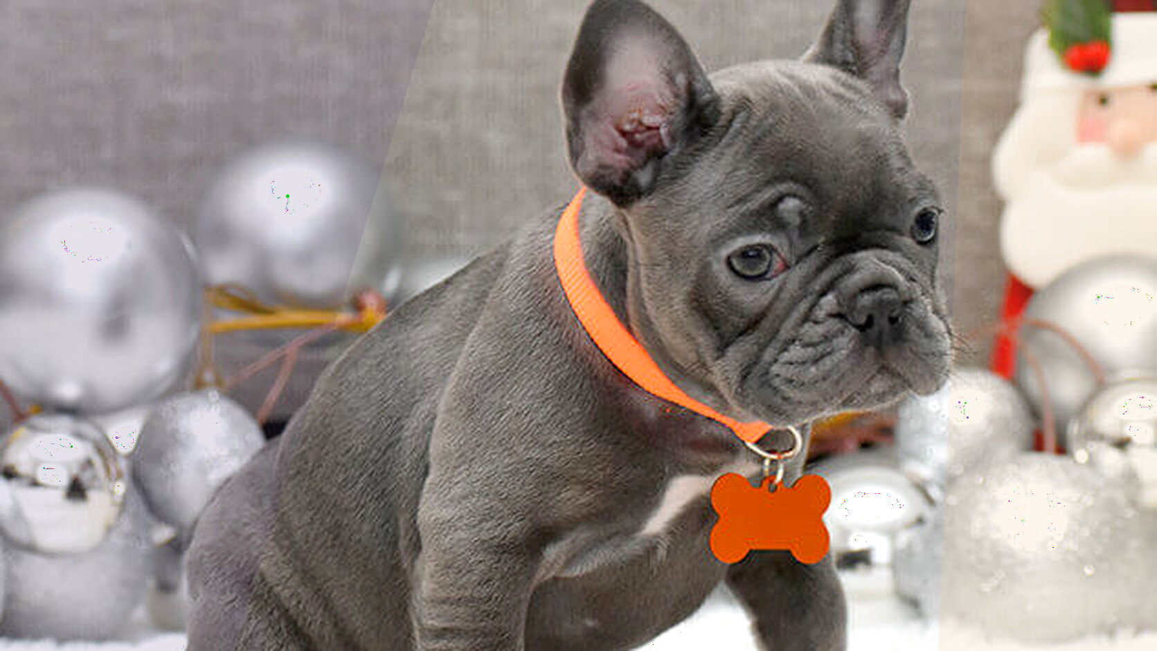 Breeds That Are Easy to Train for Beginners