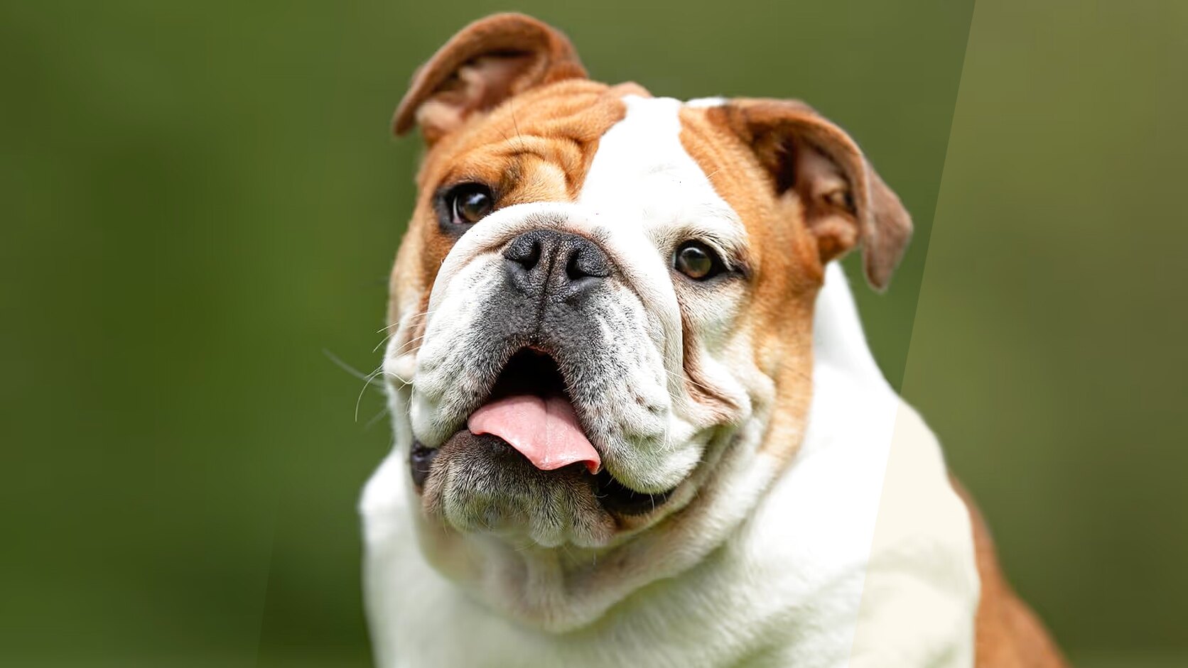 Bulldog Puppies in New York – Where to Buy and Sell