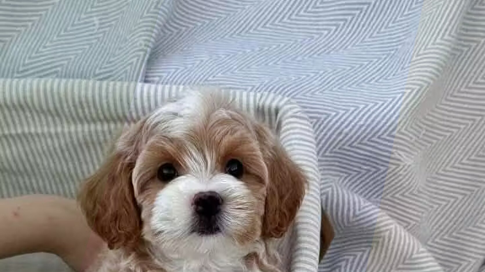 10 Dangerous Human Foods You Should Never Feed Your Puppy