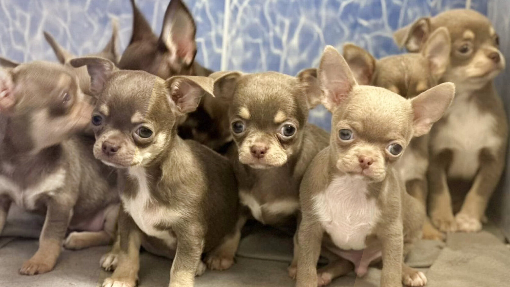Dogs for Sale Near Me: How to Find a Local Puppy Safely