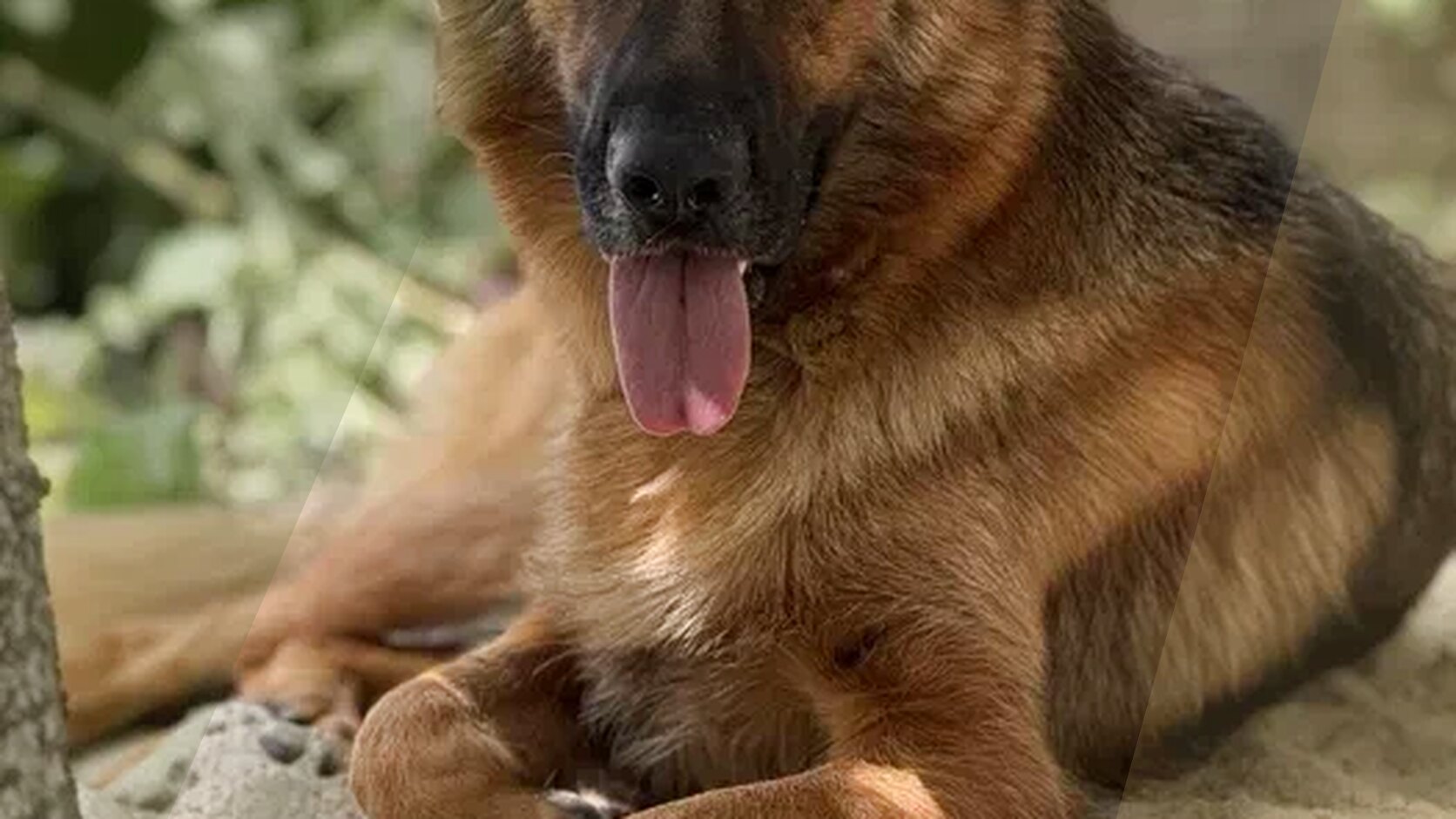 Essential Puppy Vaccination Schedule in the USA