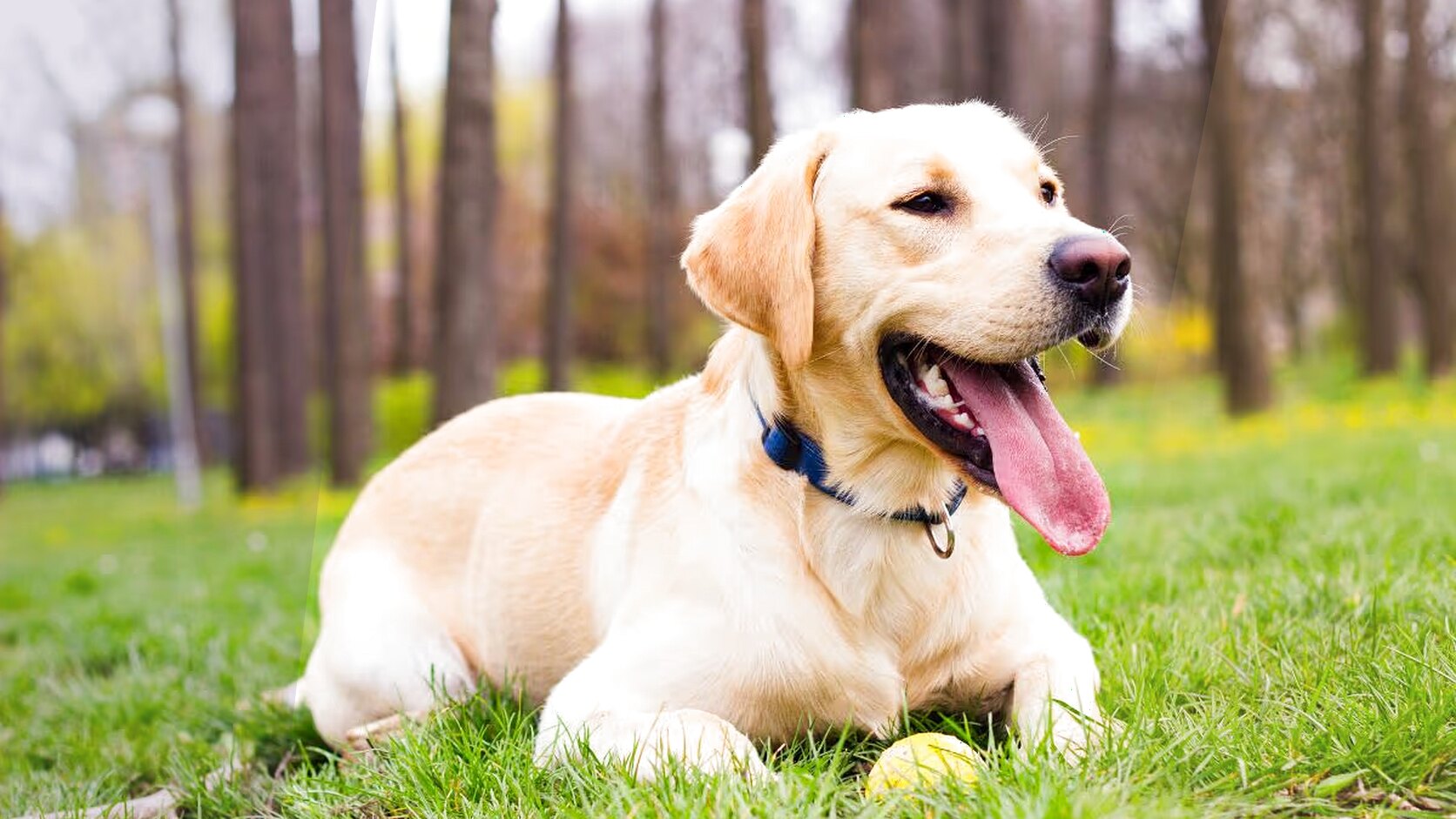 Everything About Labrador Retriever