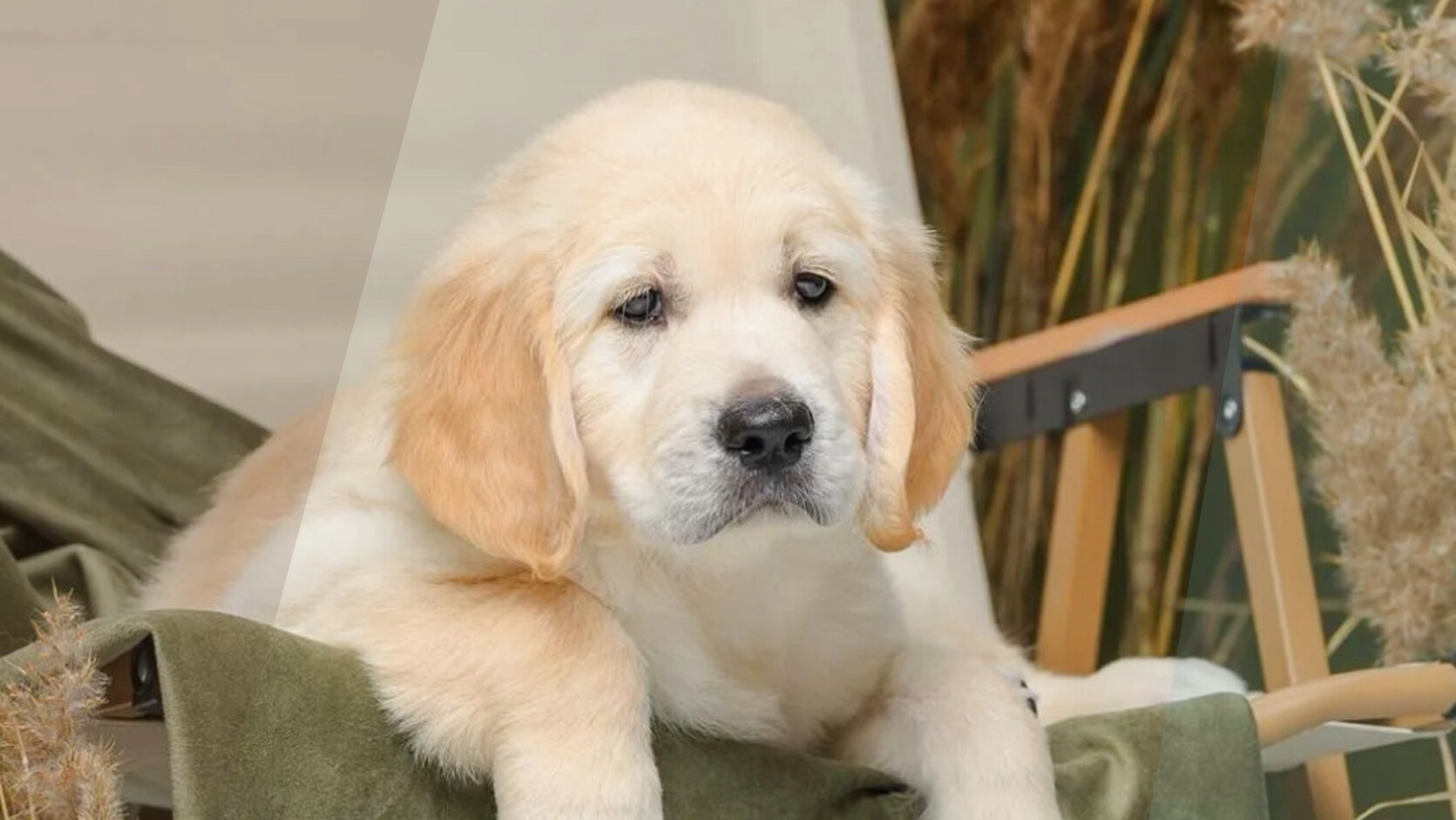Find a Responsible Breeder in Your State