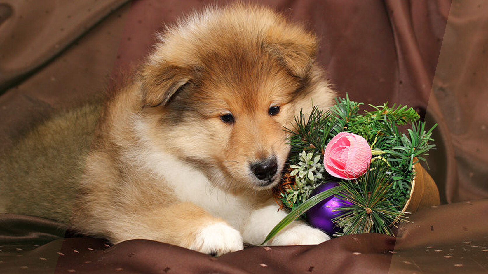 Find Your Perfect Puppy: Browse, Buy, or Adopt with Us