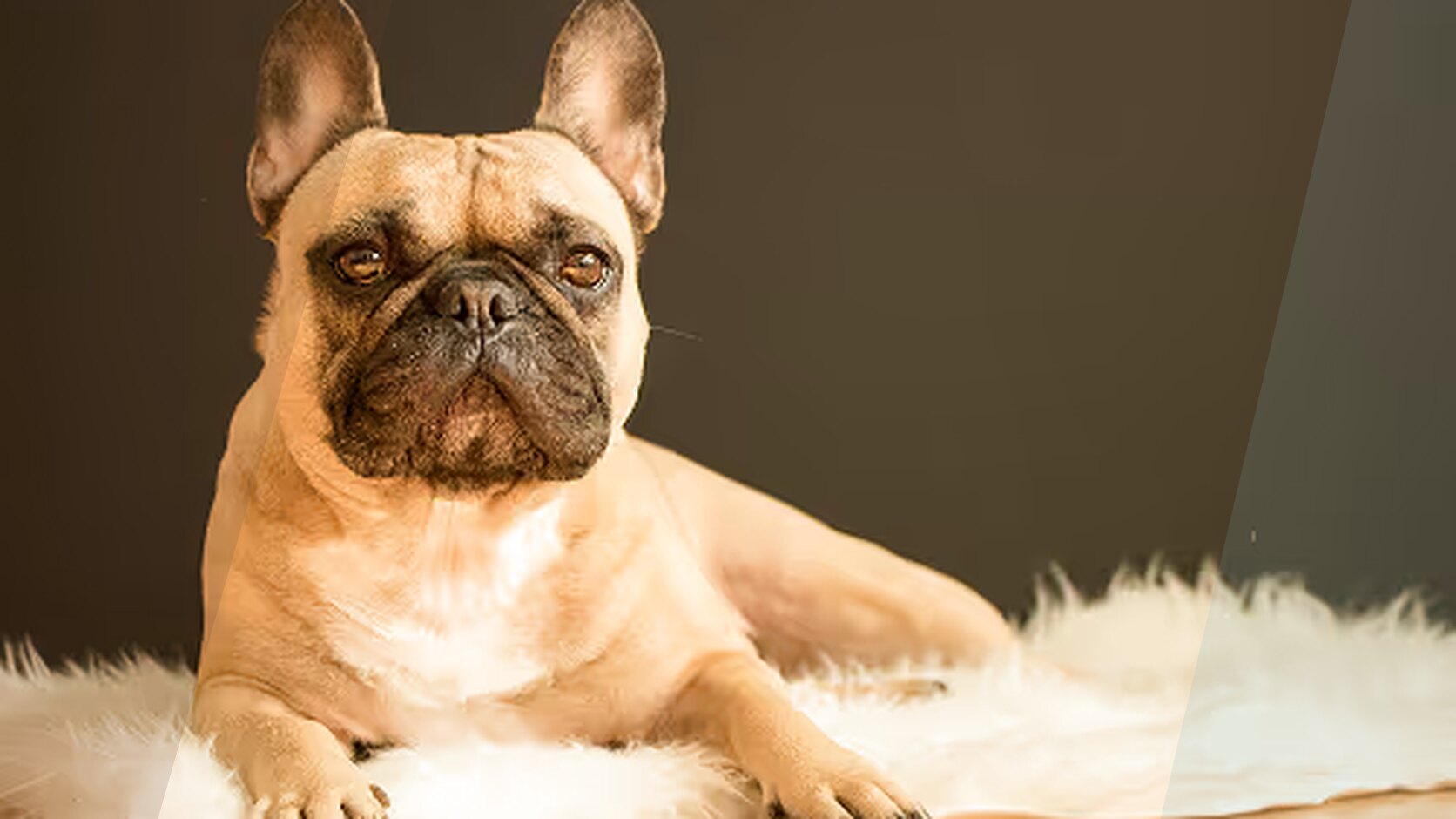 French Bulldog Puppies for Sale in Georgia