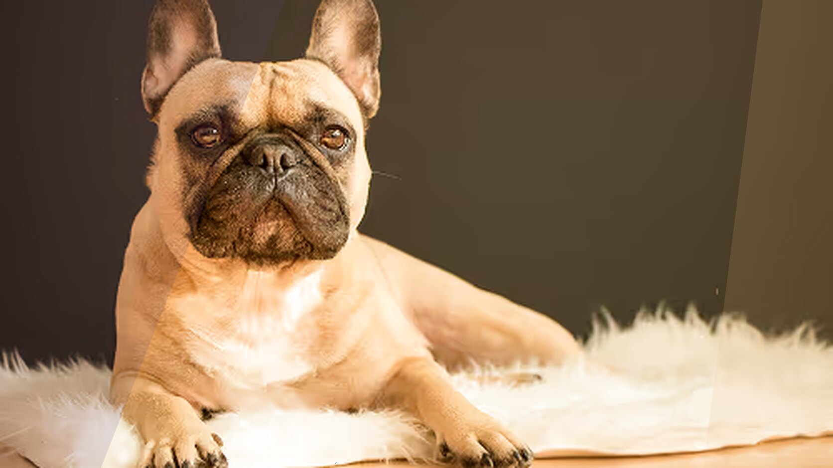 French Bulldog vs. Boston Terrier: Which One to Choose?