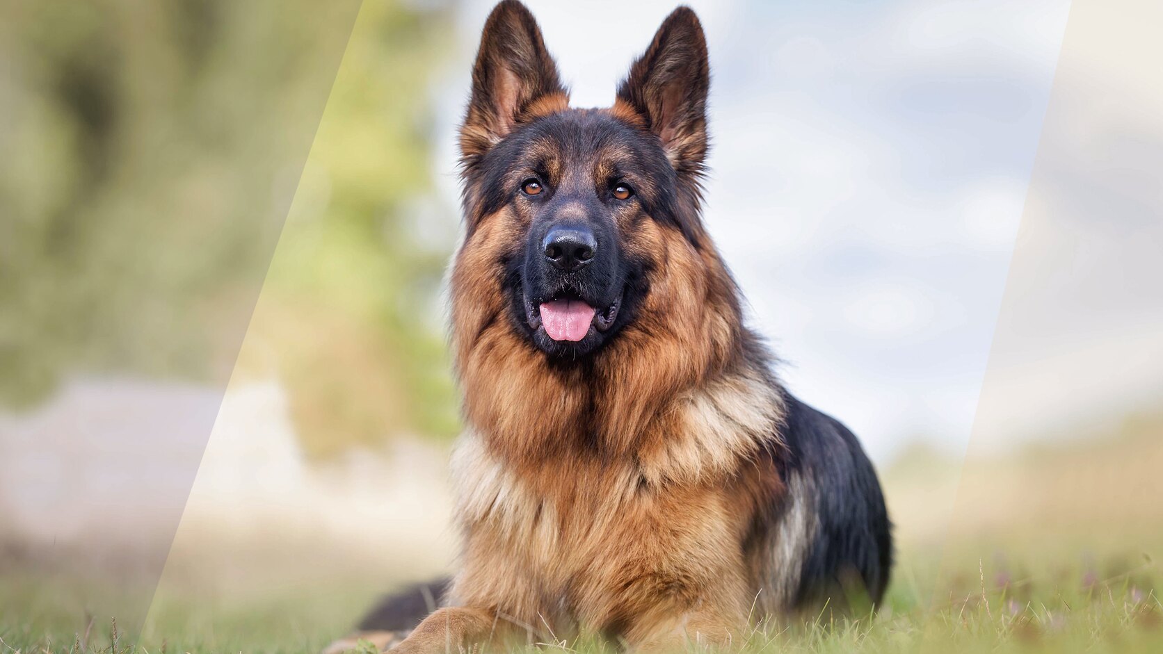 German Shepherd Puppies Guide: Care, Cost, & Temperament