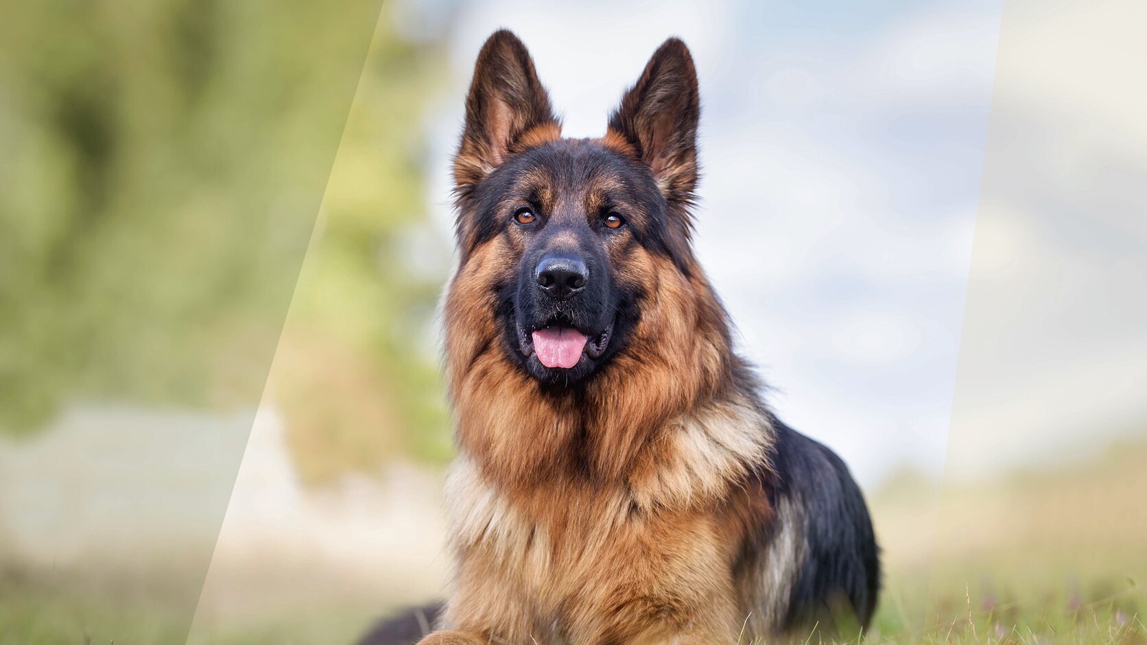 German Shepherd Puppies: How to Choose the Right Breeder