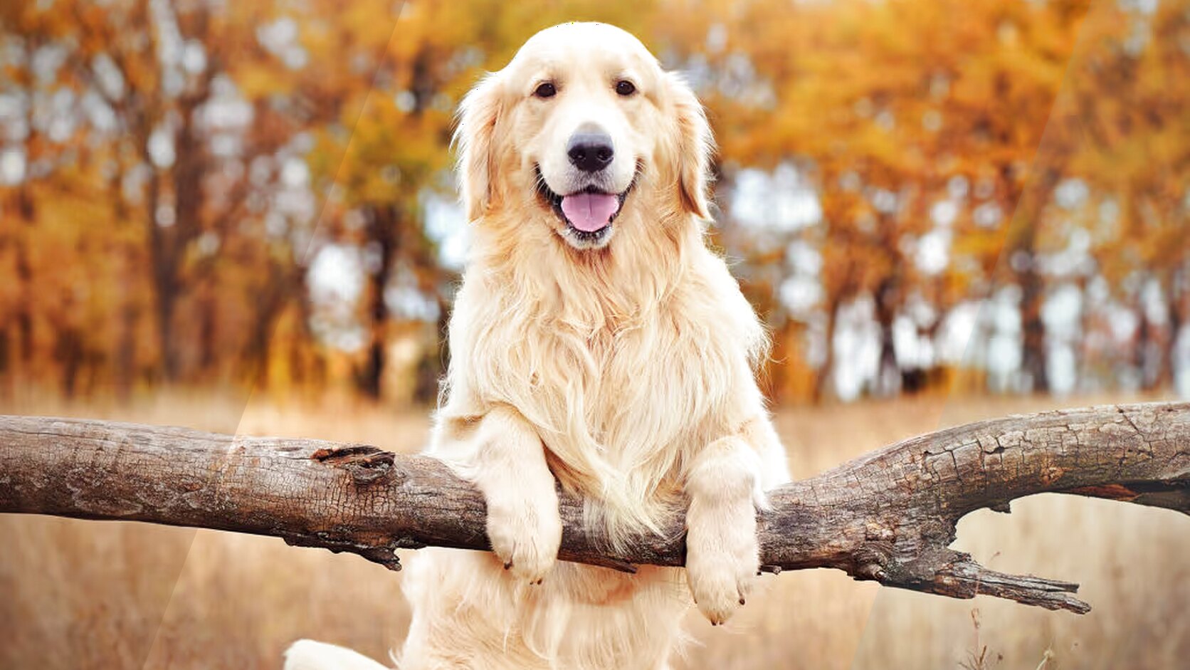 Golden Retriever Puppies: #1 Family Dog in the USA