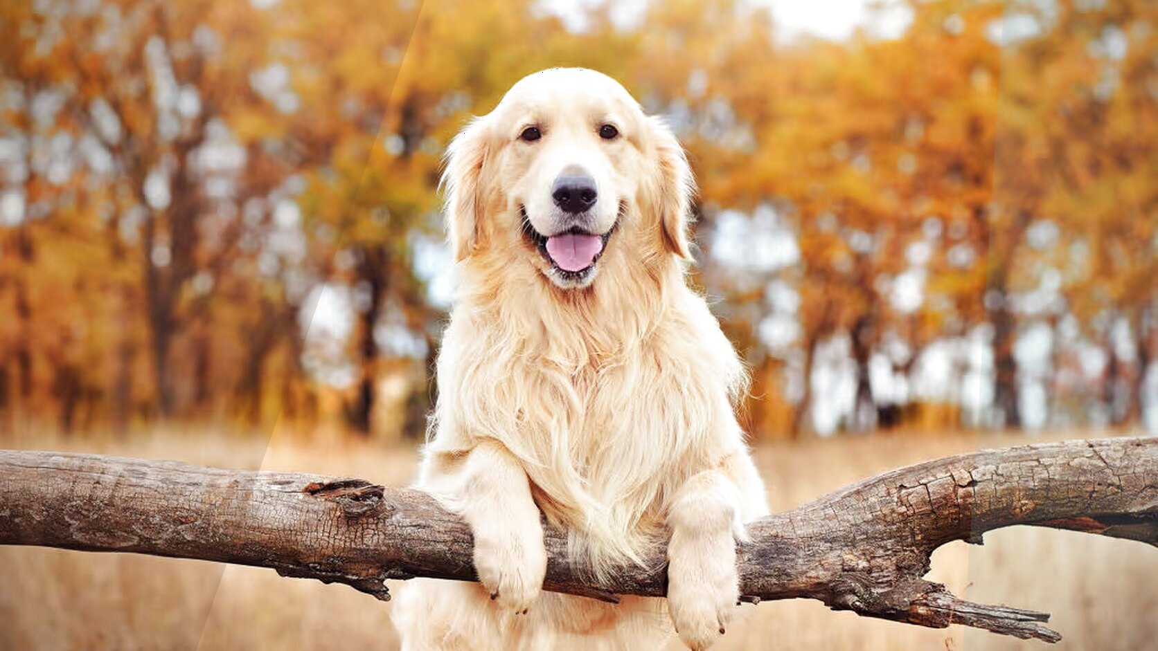 Golden Retriever Puppies: Personality, Price, FAQ