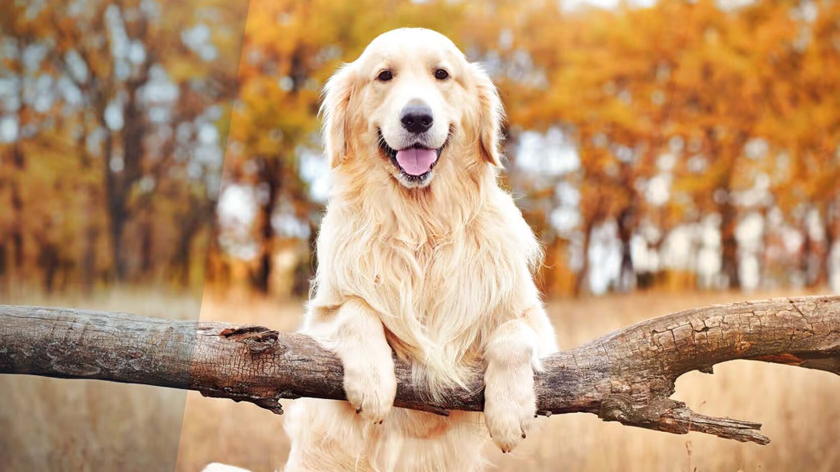 Golden Retrievers in LA – How to Find Trusted Sellers