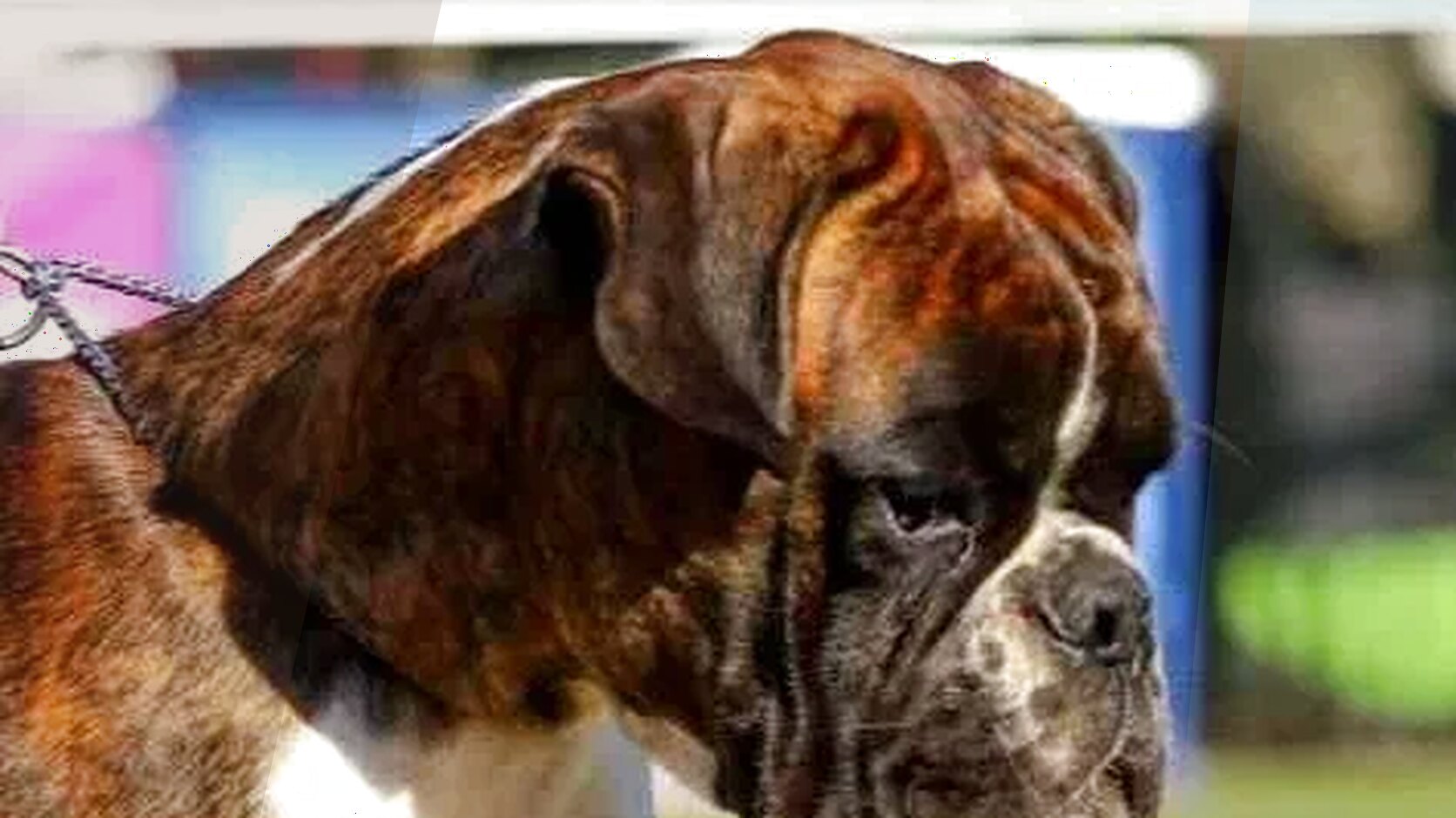 Grain-Free vs. Grain-Inclusive Puppy Food: What to Choose