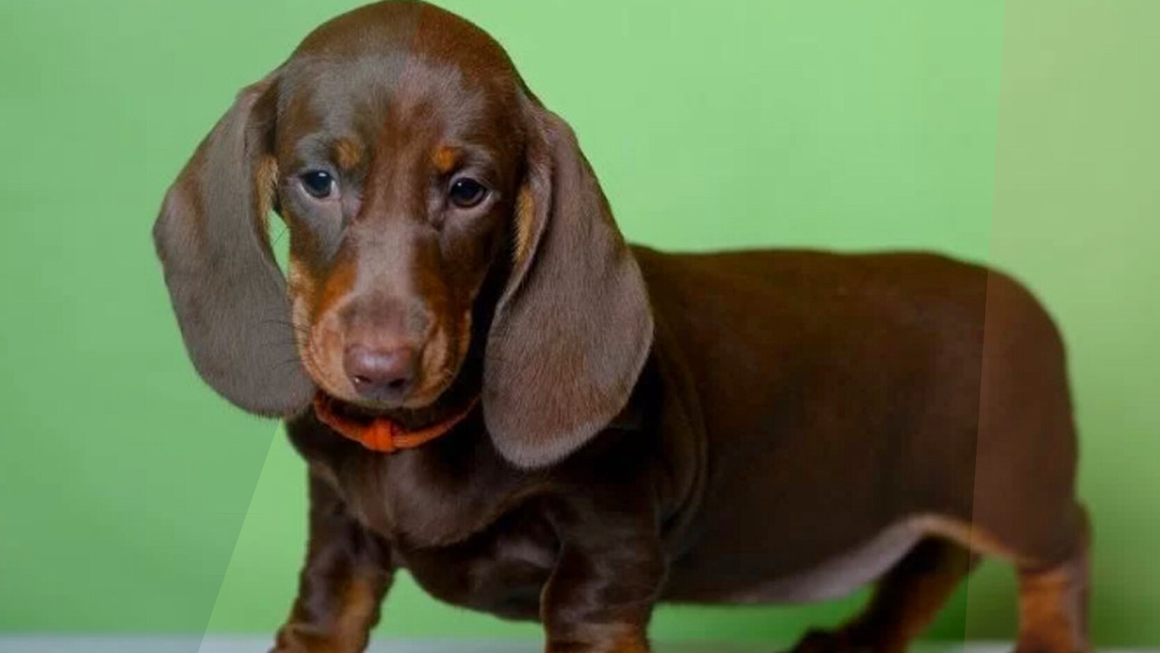 How to Buy Dogs Online Safely