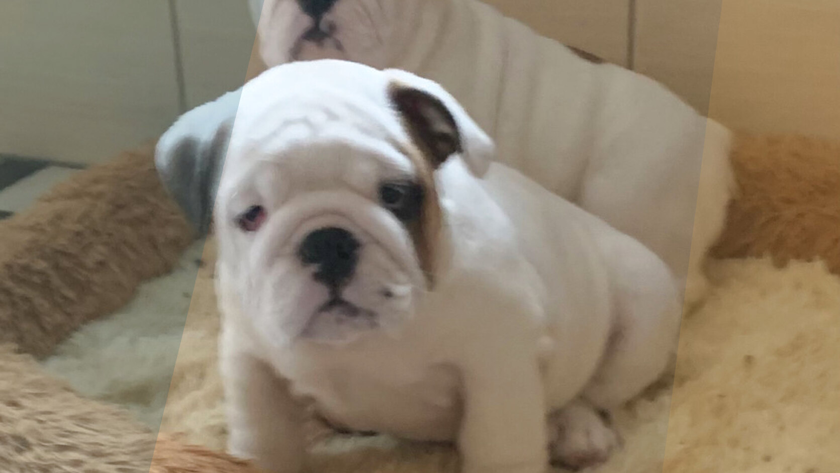 How to Choose the Dog Breed that Matches Your Lifestyle
