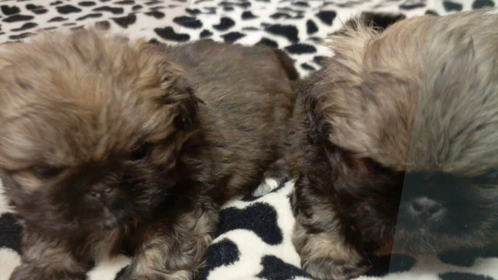 How to Choose the Perfect Family Dog