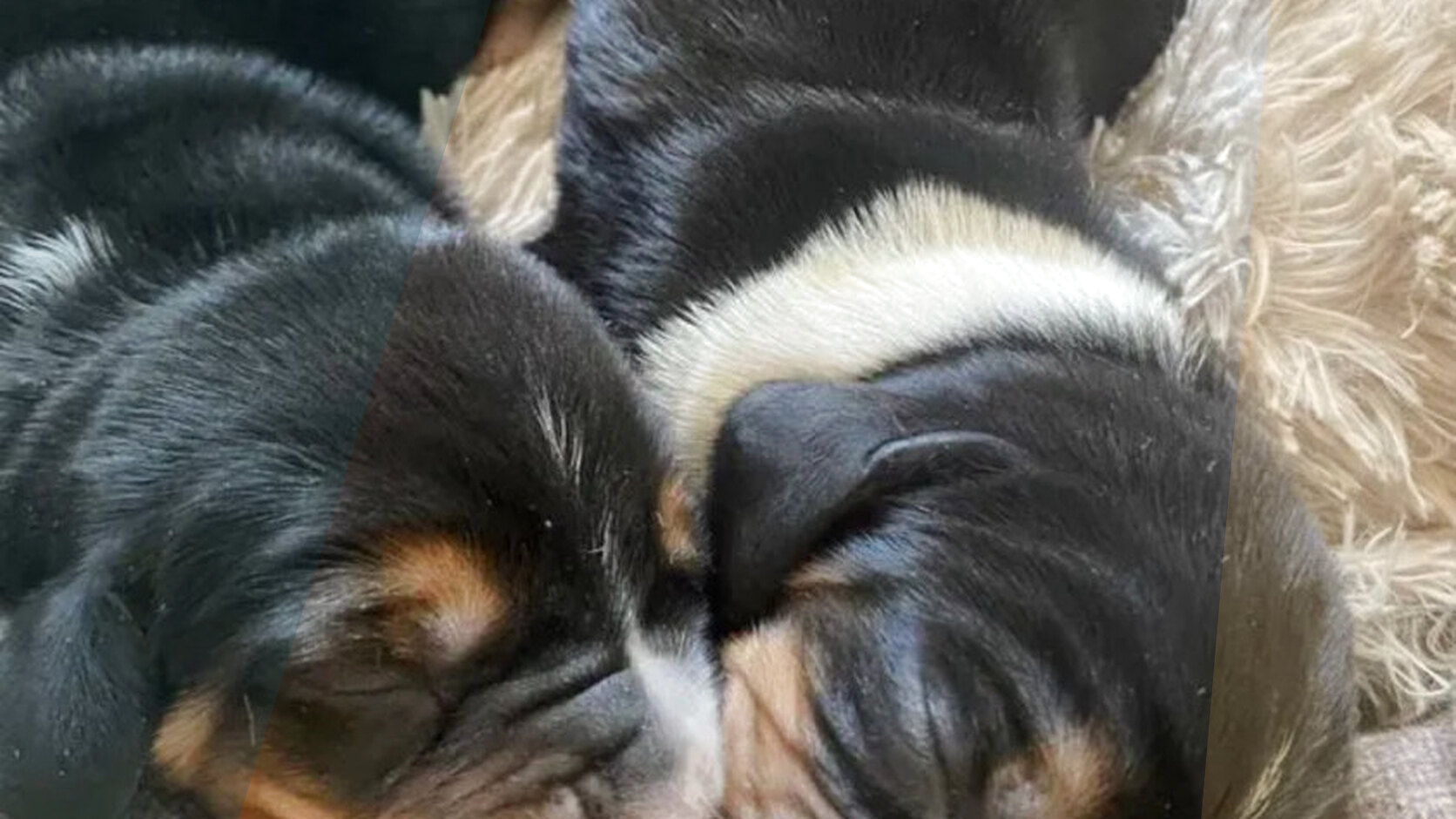 How to Choose the Right Dog Breed for Your Lifestyle