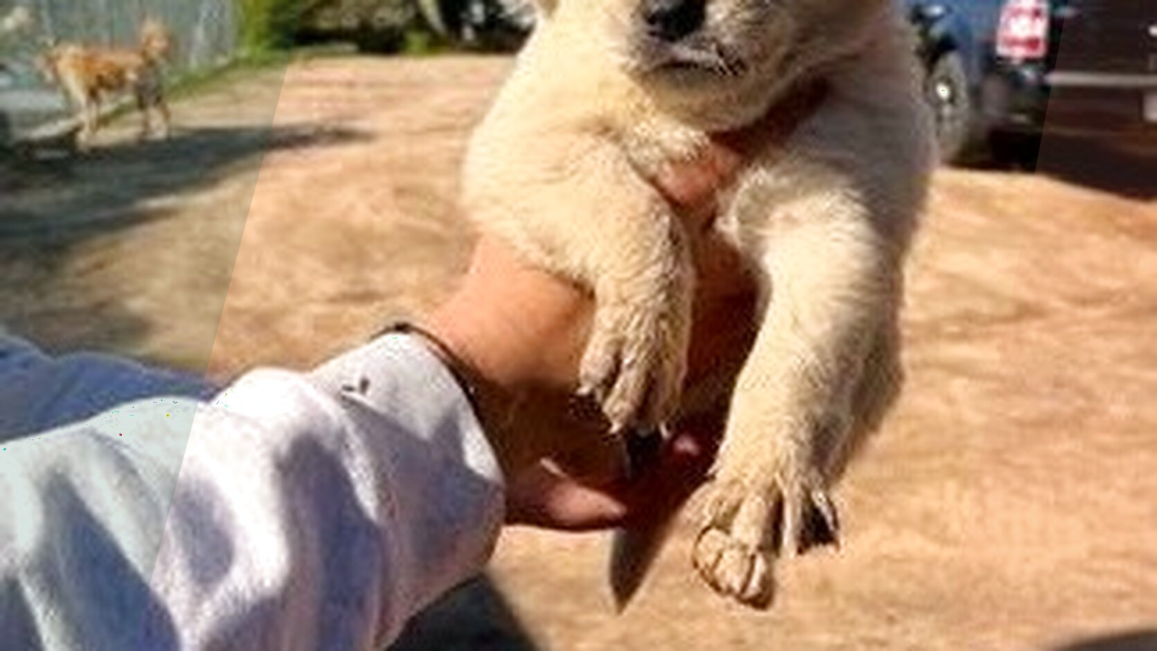 How to Choose the Right Food and Nutrition for Puppies