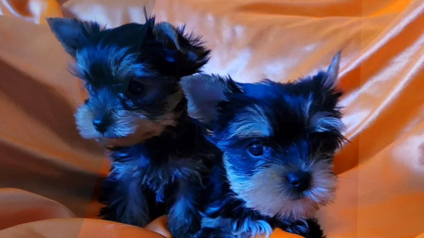 How to Properly Clean and Deodorize a Puppy Crate