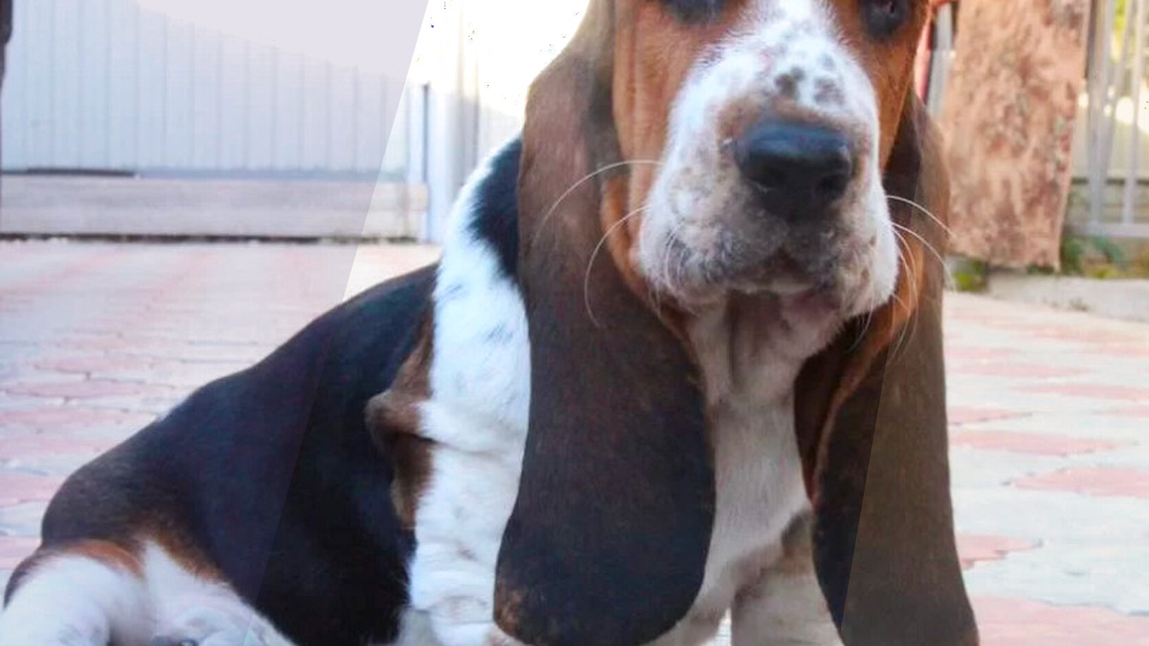 How to Clean Your Puppy's Ears to Avoid Bad Odors