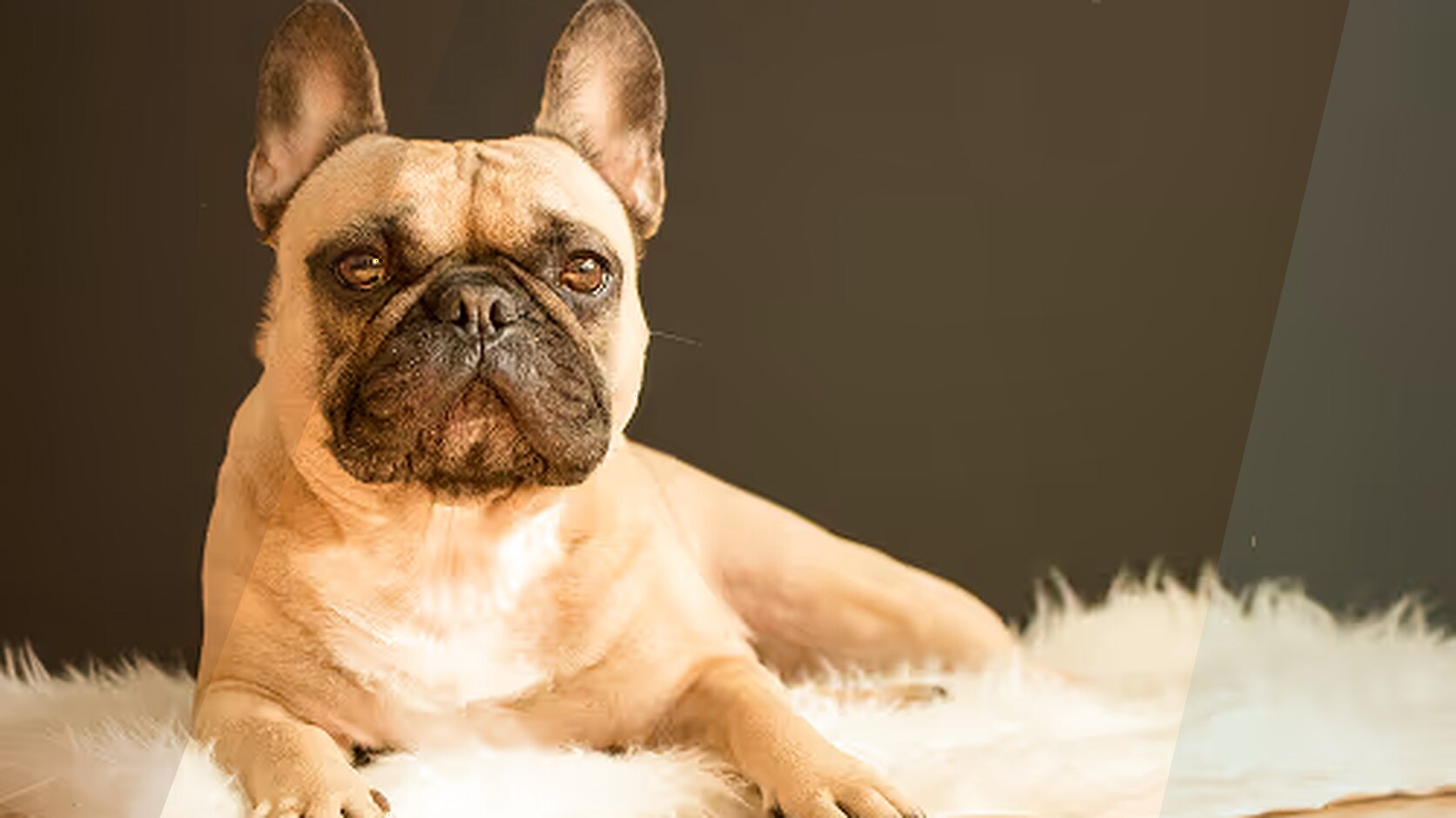 How to Prepare Your Home for a French Bulldog Puppy Arrival