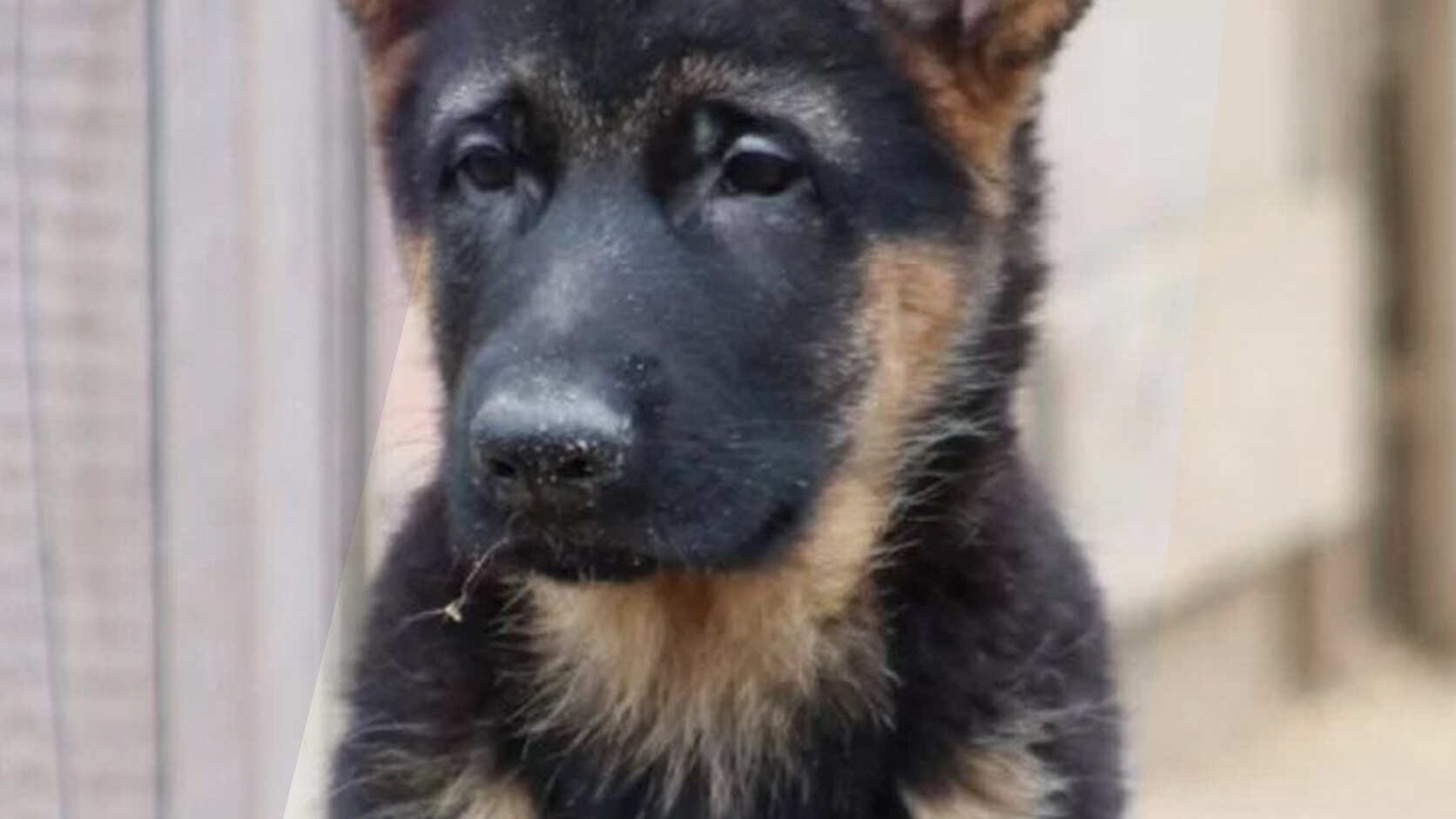 How to Safely Transition Your Puppy to a New Food