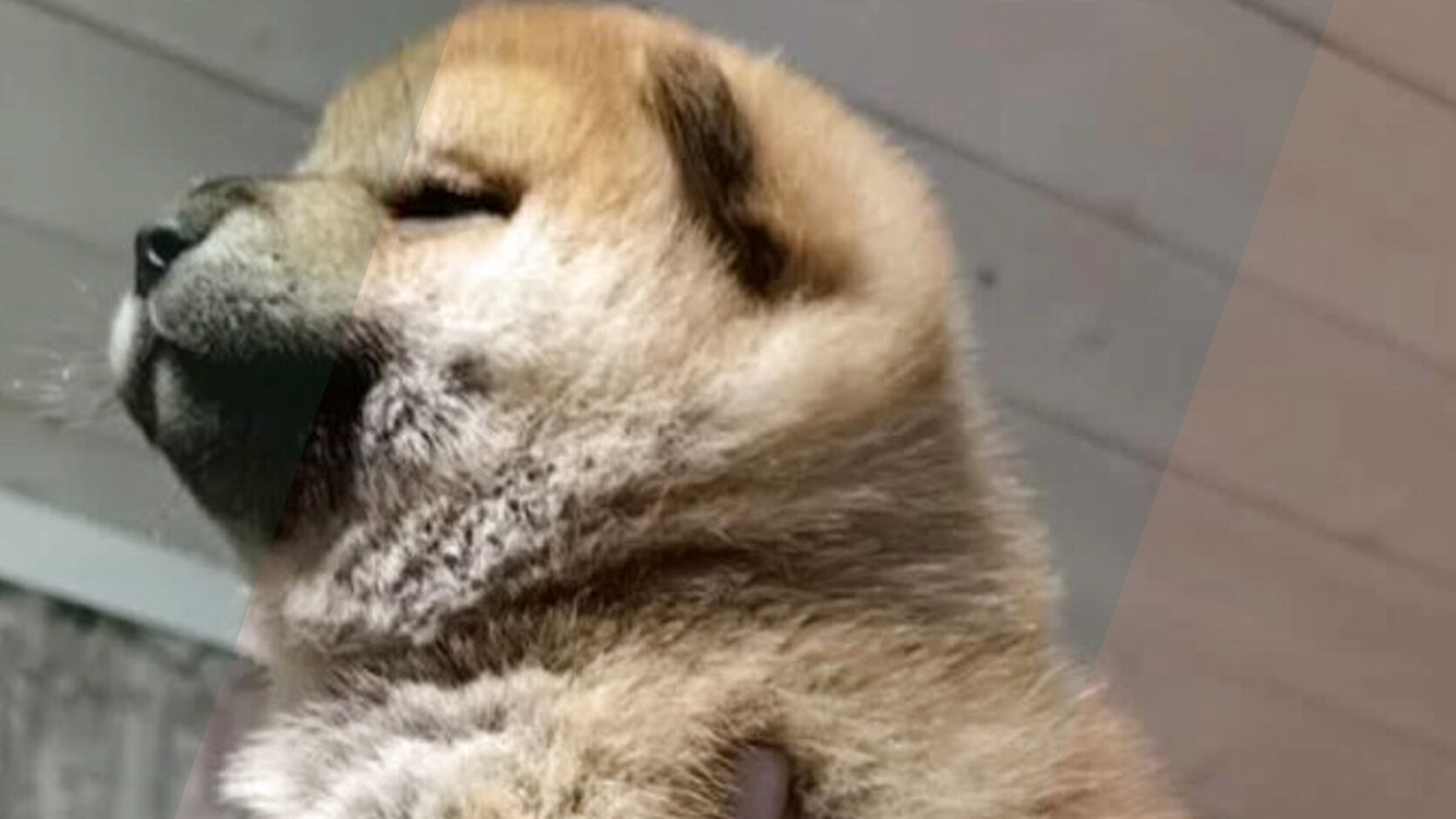 How to Write a Puppy Listing: 5 Essential Tips by PuppiesClub