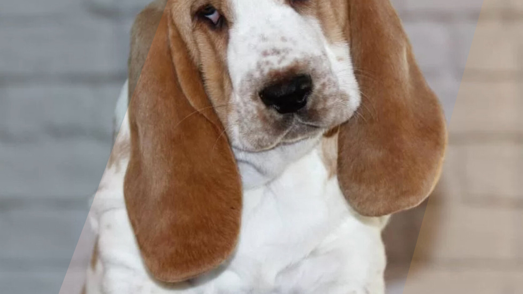 How to Write a Perfect Puppy Listing | Tips by PuppiesClub