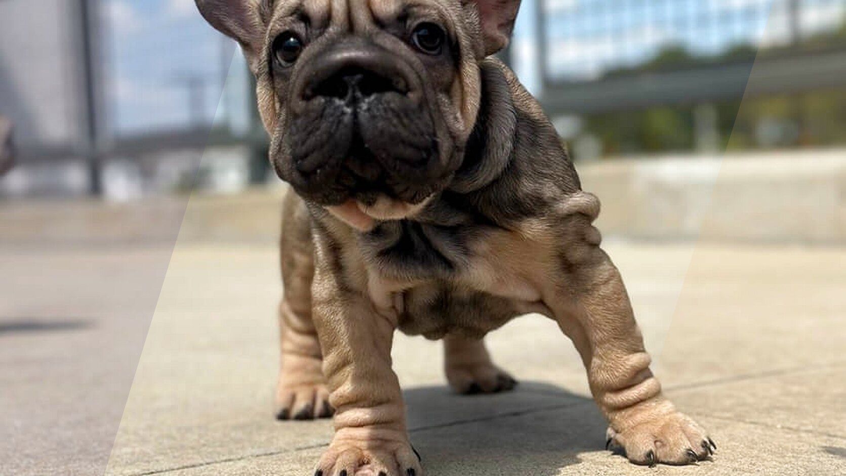 How to Write a Puppy Description That Gets Attention