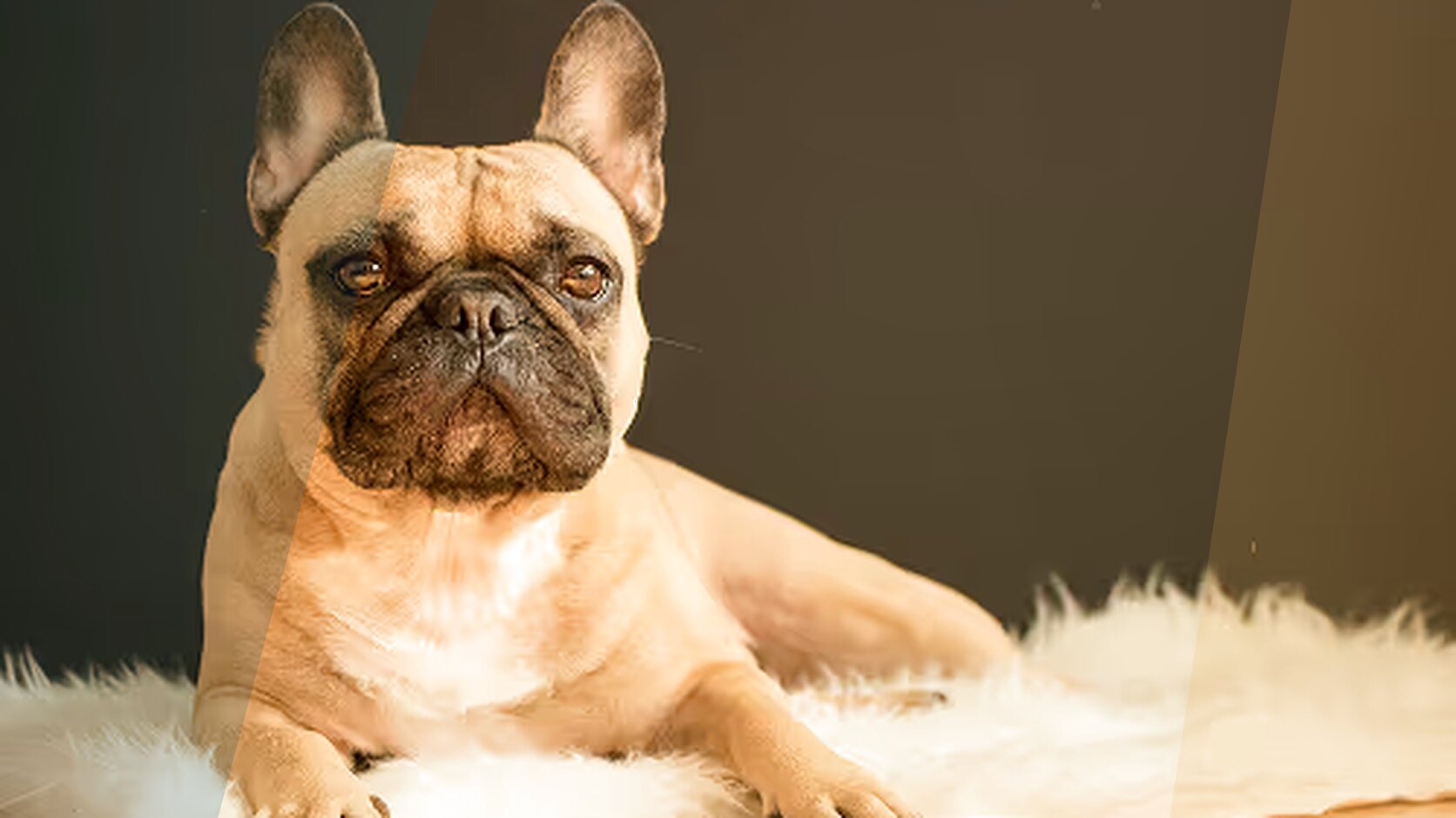 Isabella French Bulldogs: Rare and Beautiful Companions